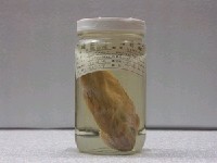 藏品(赤鰭笛鯛)的圖片